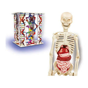Educational Game Clementoni El Cuerpo Humano